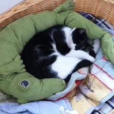 Blanding af racer Fubber