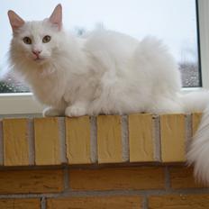 Norsk Skovkat Prinsen