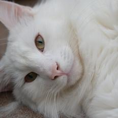 Norsk Skovkat Prinsen