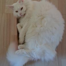 Blanding af racer Snebold