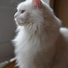 Blanding af racer Snebold