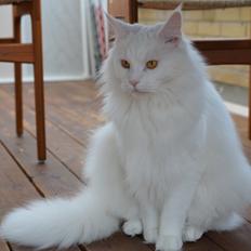 Blanding af racer Snebold