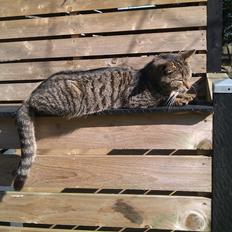 Blanding af racer Pivpiv <3