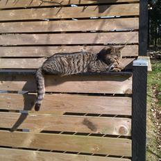 Blanding af racer Pivpiv <3