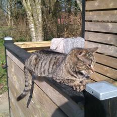 Blanding af racer Pivpiv <3