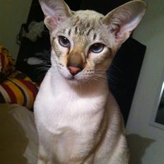 Siameser Vito Cornelius