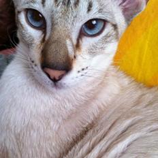 Siameser Vito Cornelius