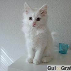 Maine Coon Divine´s Molly