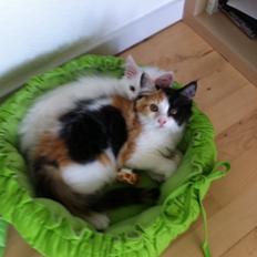 Maine Coon Divine´s Molly