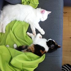 Maine Coon Divine´s Molly