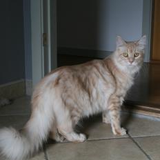 Maine Coon Pink Panther