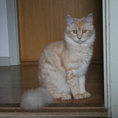 Maine Coon Pink Panther