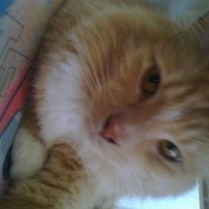 Blanding af racer røde 