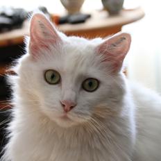 Blanding af racer Misse