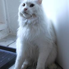 Maine Coon Àron
