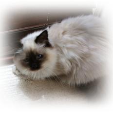 Hellig Birma Cody Brunmasket