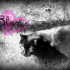 Blanding af racer Blackie<3 My Soulmate!