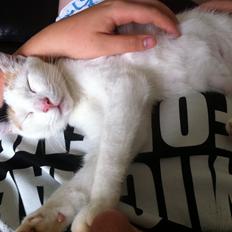 Blanding af racer Fiona