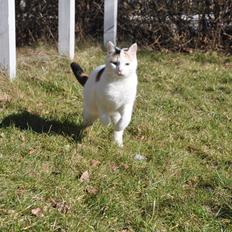 Blanding af racer Fiona