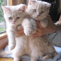 Scottish Fold Baileys
