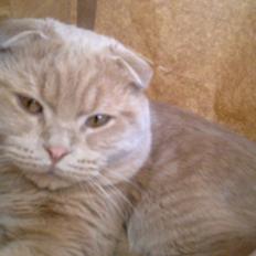 Scottish Fold Baileys