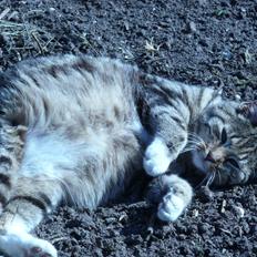 Blanding af racer Sara