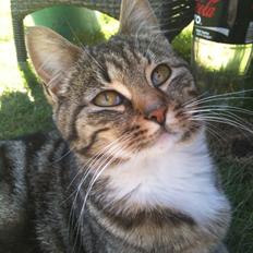 Blanding af racer Sara