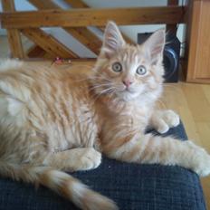 Maine Coon Nephew