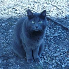 Blanding af racer Ove