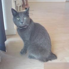 Blanding af racer Ove