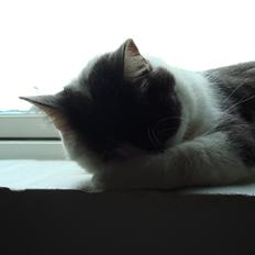 Blanding af racer Silver