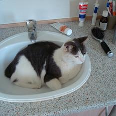 Blanding af racer Silver