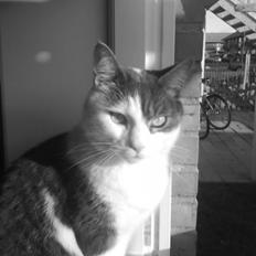 Blanding af racer Silver