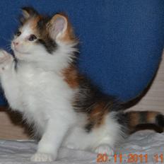 Maine Coon DK Brøderup's Adak "Aya"