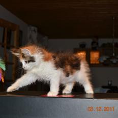 Maine Coon DK Brøderup's Adak "Aya"