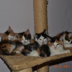 Maine Coon DK Brøderup's Adak "Aya"