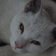 Blanding af racer Hittemitte