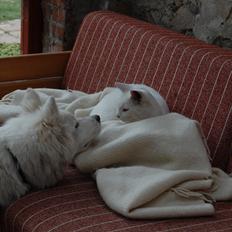 Blanding af racer Hittemitte