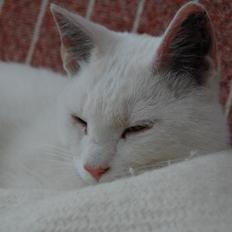 Blanding af racer Hittemitte