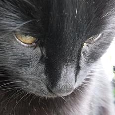 Huskat Bimse (mors kat)