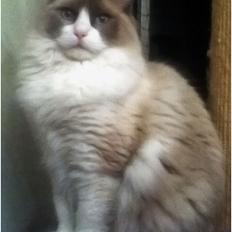 Ragdoll Meimei