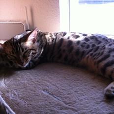 Bengal Cheeky Spots of Golden Haze DK, Benjii