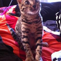 Bengal Cheeky Spots of Golden Haze DK, Benjii