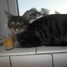 Blanding af racer Lilo