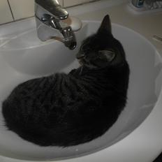 Blanding af racer Lilo