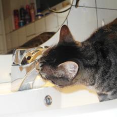 Blanding af racer Lilo