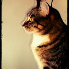 Blanding af racer Mille