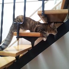 Blanding af racer Mille