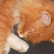 Blanding af racer laban