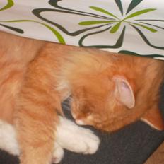 Blanding af racer laban